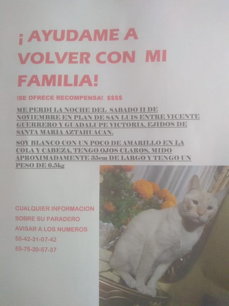 MyAnimalBond's tweet photo. #Ayuda 🆘 #EXTRAVIADO #gatoperdido Minino (macho), se perdió el 11-Nov-2022 en Colonia  #santamariaaztahuacan #iztapalapa  #CDMX  #CiudadDeMéxico #México.
Ayúdanos a RT para que pueda regresar a casa 🏡.
Cualquier información por favor contactar a:
☎️ 55 4231 0742
☎️ 55 7520 5737 https://t.co/fT0yeCkM1W