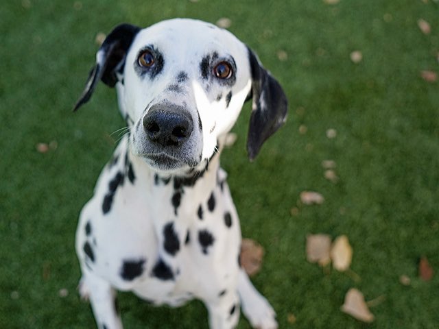 There are a lot of dogs up for adoption in the Denver area. 

This is a reminder that a dog is not a gift - they’re a decade+ long commitment &amp; SO worth it. 

Natty came from <a href="/DAnimalRescue/">Demi's Animal Rescue</a>♥️

demisanimalrescue.com
ddfl.org/adoptable-dogs
maxfund.org/Adopt-a-Dog

#AdoptDontShop