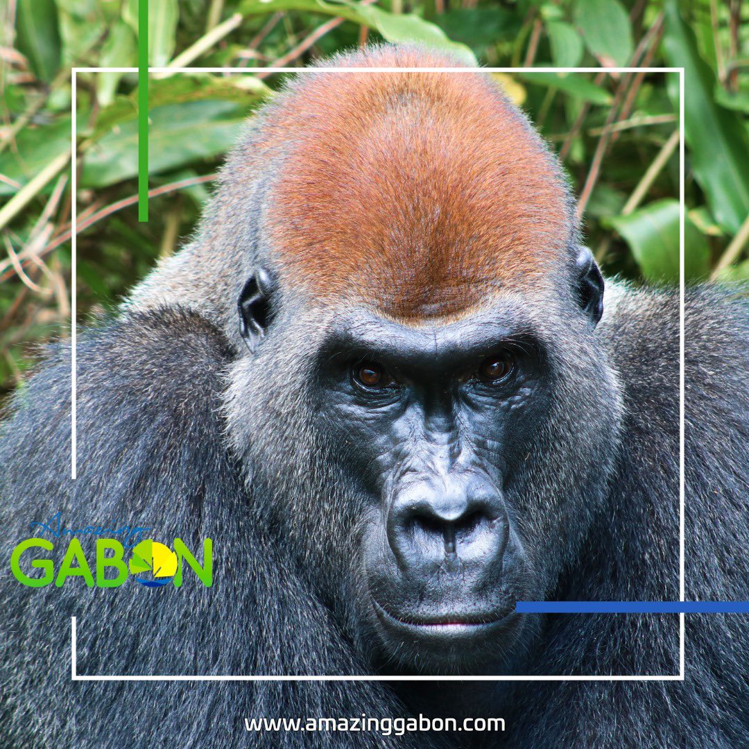 Concours National de Photographie AmazingGabon 1ere édition, photo envoyer par Erwan Theleste. Merci d’avoir participé #gabon #amazinggabon #lovegabon #gorille #gorilla  #concoursphotoag #wildlife  #wildlifephotography