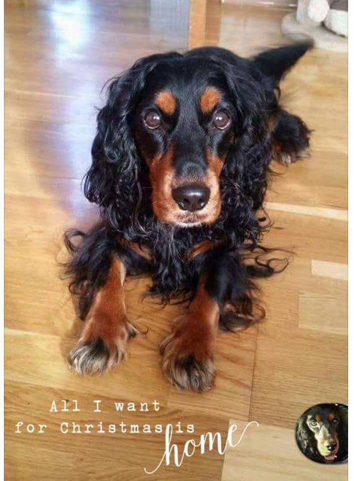 HelpFindLucky's tweet photo. For all those families of the dogs coming home recently PLEASE🙏pray for our boy Luckie & hold your babies tight
May it one day be Luckie's Day
#HelpFindLucky
#FindLuckie
Cocker #Spaniel Escaped #DFDS ferry 21/12/16 #NorthShields #TyneandWear #NorthEast
NEVER Forgotten💔 https://t.co/AYGuvsqw51