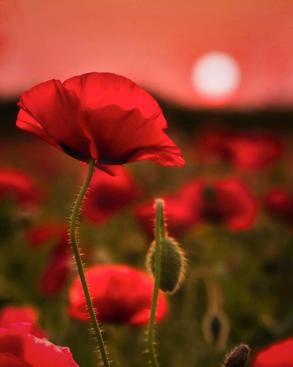 ❤️ Happy Wednesday ❤️
#naturelovers #flower