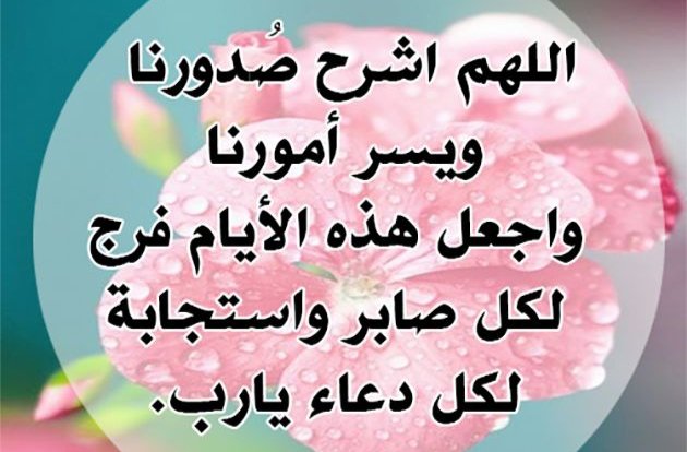 تعلم مع بوسى tweet media