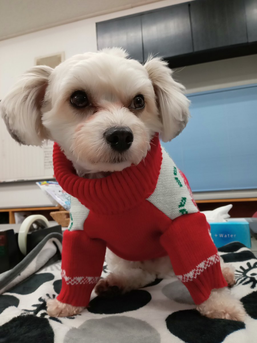 oakMisawa's tweet photo. Merry X'mas🌲 https://t.co/2Bhm3qKk14