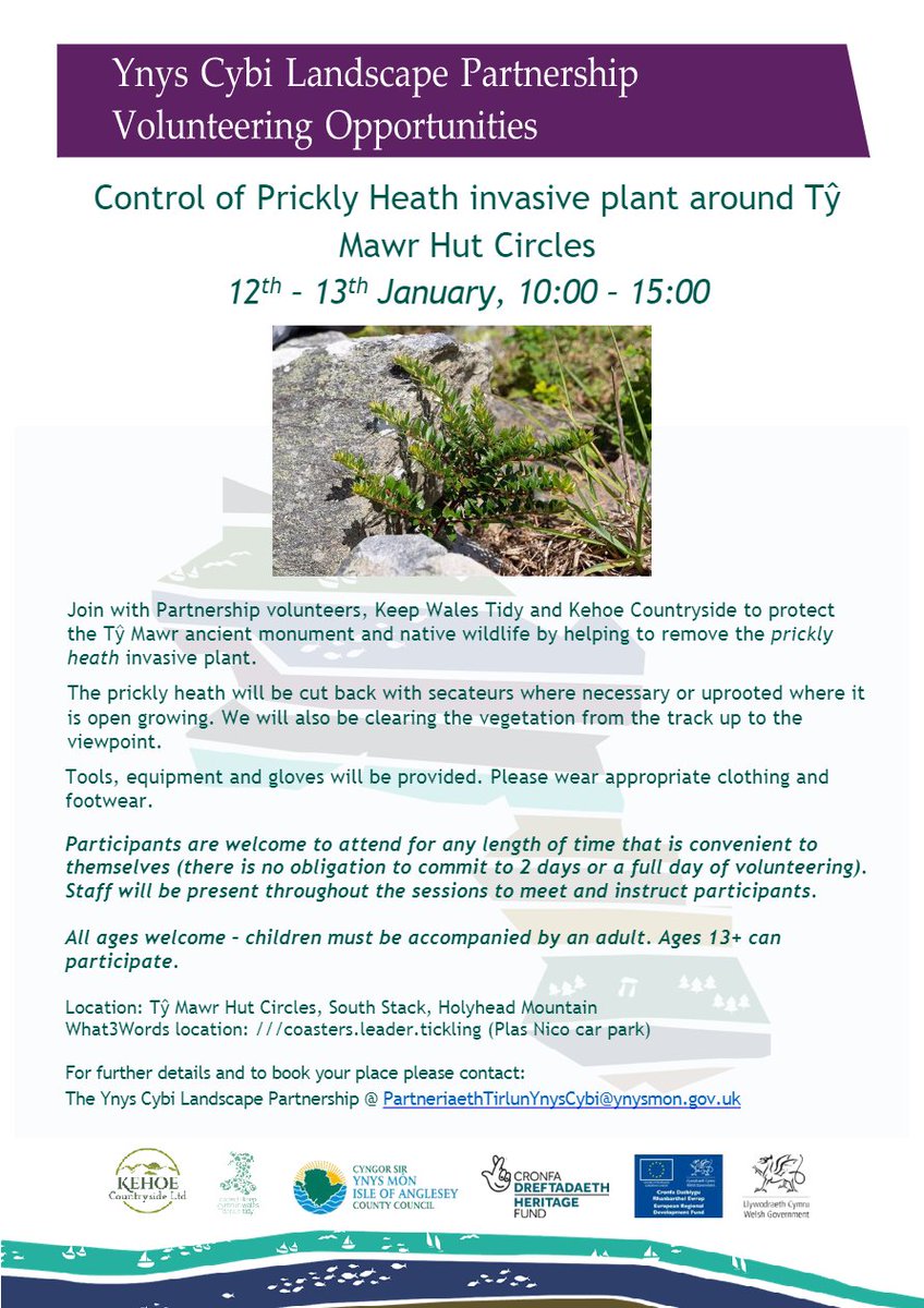 Help protect the unique heritage and biodiversity of Ynys Cybi in January by joining with our volunteer group to remove the invasive plant, prickly heath from the Ty Mawr hut group. <a href="/angleseycouncil/">Isle of Anglesey County Council</a> <a href="/HeritageFundUK/">The National Lottery Heritage Fund</a> 
<a href="/Talkholyhead/">Holyheads Local Conversation</a> @HHMaritime <a href="/RSPBCymru/">RSPB Cymru</a> <a href="/Keep_Wales_Tidy/">Keep Wales Tidy</a>