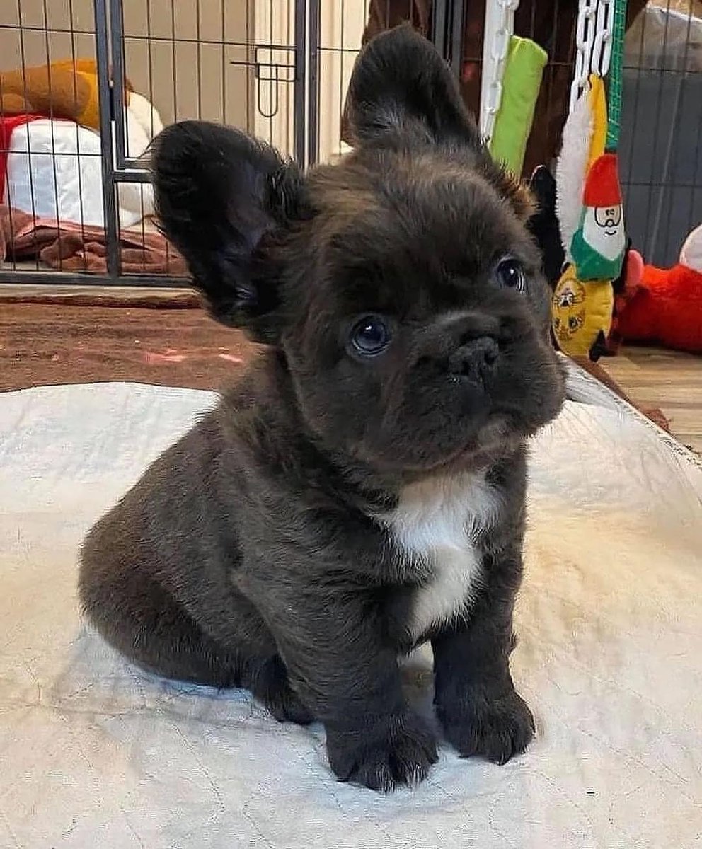 Do you Think black dogs are cute?😍🥺