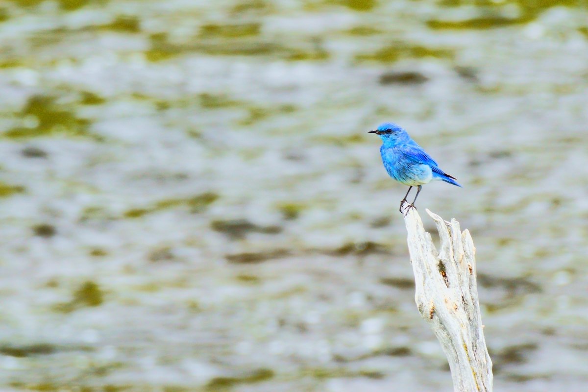 ムジルリツグミ Twitter Search Twitter