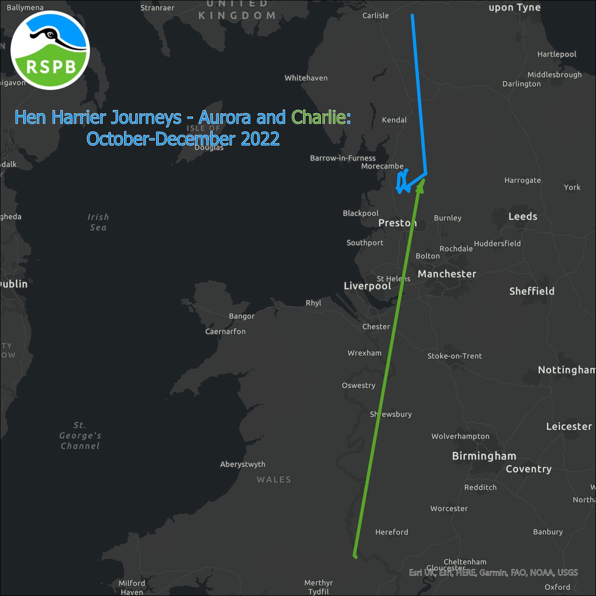 Hen harriers UPDATE! We have more data from our GPS tagged hen harrier chicks Aurora and Charlie thanks to @RSPBbirders and Hen Harrier Action. Charlie is spreading his wings even further and enjoying extending his travels to Wales while Aurora is staying north of Preston.