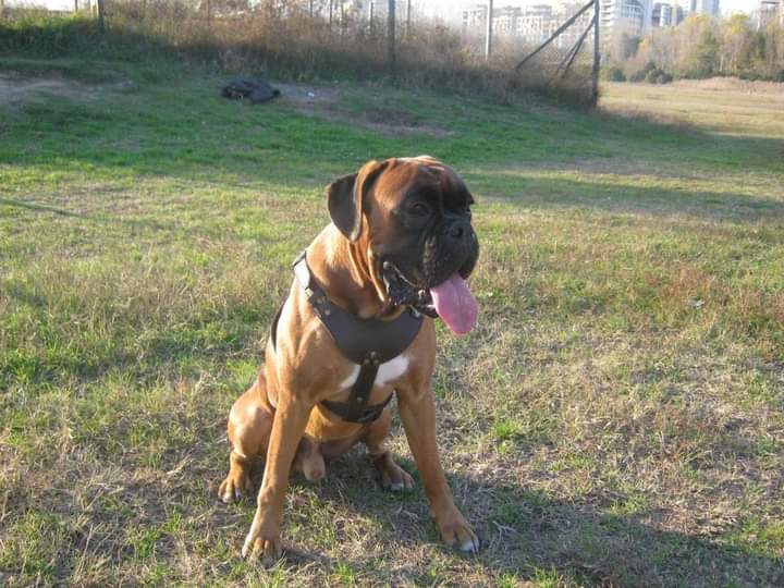 BoxersDog's tweet image. 