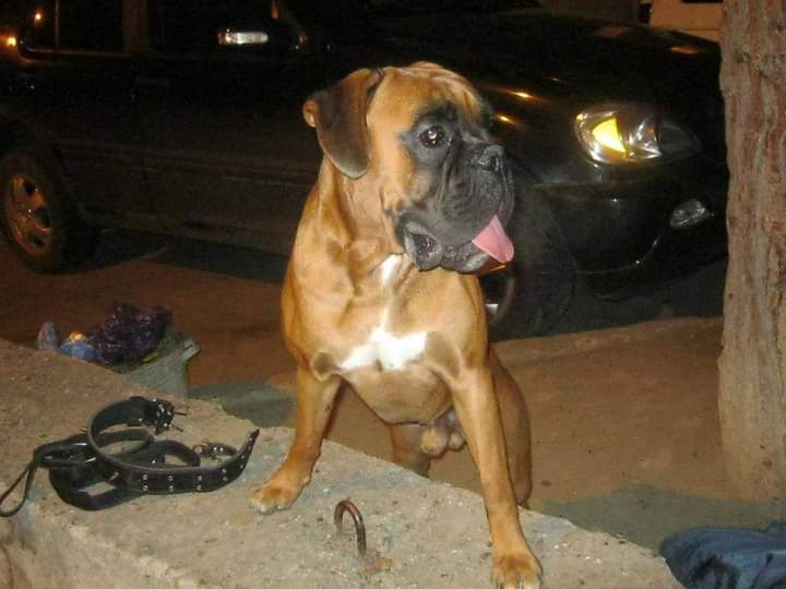 BoxersDog's tweet image. 