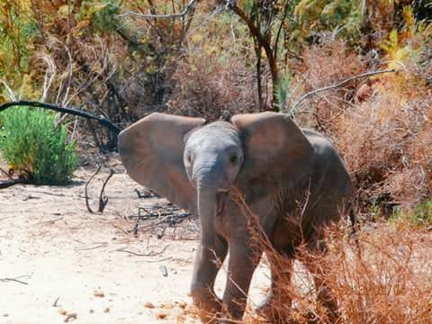 ♥️Every day is my 
🐘 #WorldElephantDay 
🐘 #2022YearOfTheElephant
🐘 #ElephantTwitter
🌍 #LetAfricaLive 🐘

📸 unknown photographer