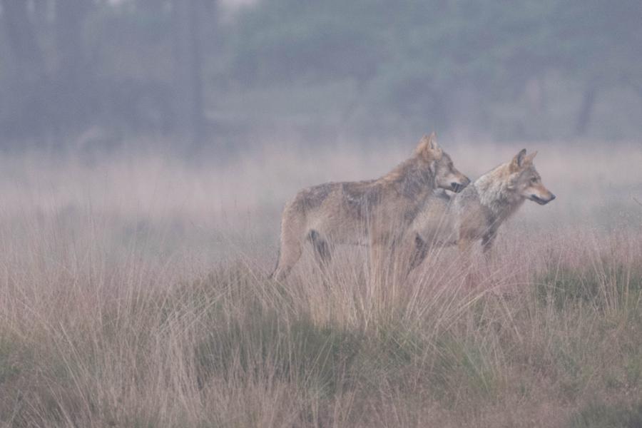 In de periode 1 augustus tot en met 31 oktober 2022 kwamen bij het Wolvenmeldpunt 407 zekere wolvenwaarnemingen binnen. Dat staat in de tussenrapportage over de activiteit van de #wolf in Nederland die BIJ12 vandaag publiceert. Lees hier meer:➡️ bij12.nl/nieuws/bij2-pu…