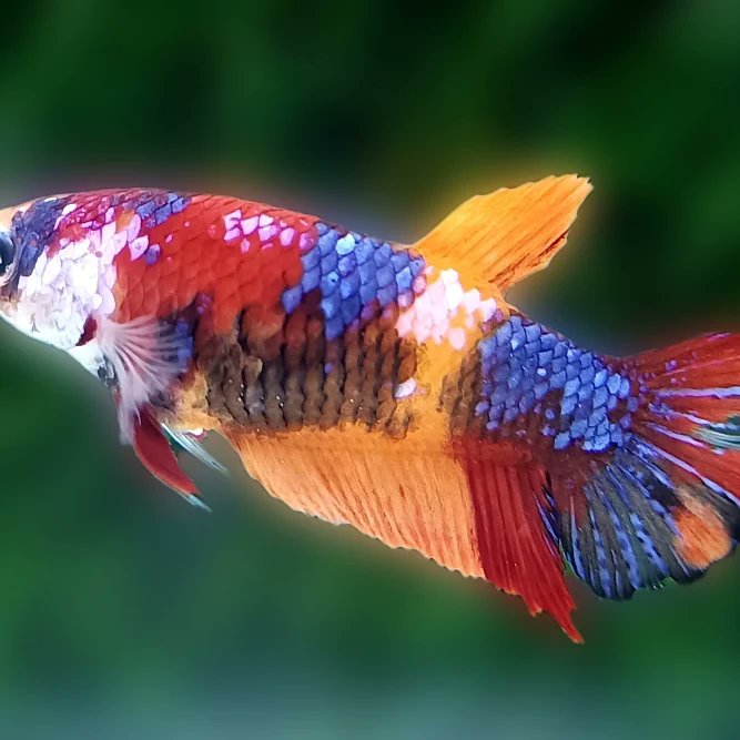 MarkAnt79215496's tweet image. facebook.com/Fish-Hub-11075…
#fishhub
#bettafish