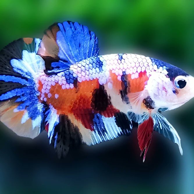 MarkAnt79215496's tweet image. facebook.com/Fish-Hub-11075…
#fishhub
#bettafish