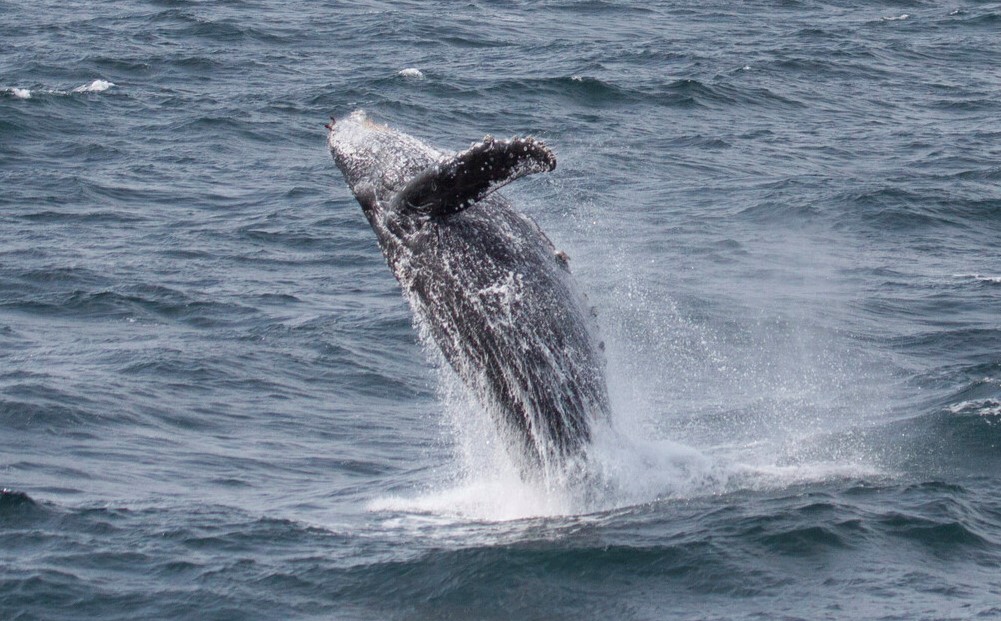 Published today! The report of #IWC68 - the first Commission meeting for four years - is available now. Read all the discussions and decisions on the latest #cetaceanscience and #cetaceanconservation at iwc.int/resources/medi…