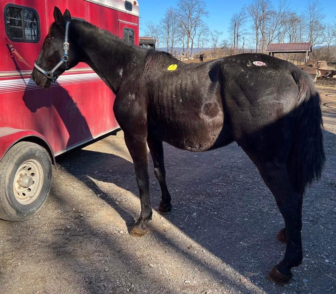 🎄12 STANDARDBREDS OF CHRISTMAS🎄

Twitter Day 8: PHILANA CHALICE
This 17 year old $200,000 earner showed up in a PA k!ll lot in December. We are actively working on his funds so he can come back home to Ontario. 

canadahelps.org/en/charities/n…

paypal.com/invoice/p/#UAC…