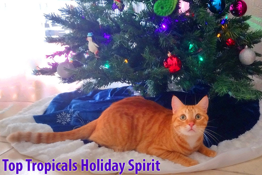 toptropicals's tweet photo. Automatic discounts:
Instant 5% off orders over $100
10% off orders over $200
Christmas 50% off Secret Garden
30% off Happy Value #Avocados
More selected items on sale!
https://t.co/ITu6EhxDr0
#AutomaticDiscounts
#XmasDiscount
#HolidaySeason
#WednesdayWisdom https://t.co/DhRAHkNUgC