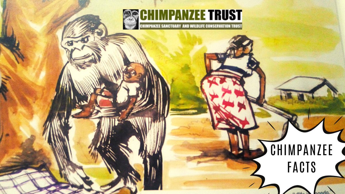 ngambaisland's tweet photo. #ChimpanzeeFacts

Chimpanzees are curious animals; they always want to explore new things including human babies. Many times they don't intend to harm human babies.

 #ChimpanzeeTrust #Ngambaisland #wildlife #nature #sanctuary #conservation https://t.co/kLill1gSne