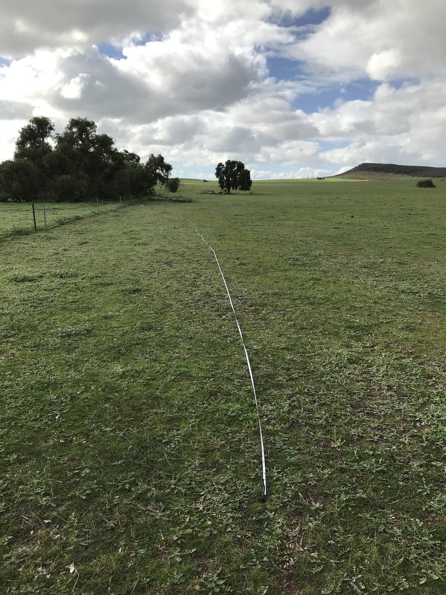 This week <a href="/NACC_NRM/">NACC</a> has been measuring change at established Growing Great Ground revegetation sites, this site near Cataby will provide important ecosystem functions as a small nature corridor. To read more about this project check out the December NACC Notes. @AusLandcare