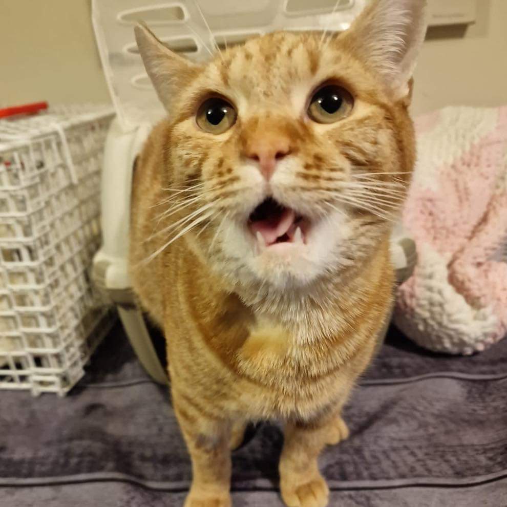 Stray Cat Rescue Team West Midlands on Twitter "Vic would like