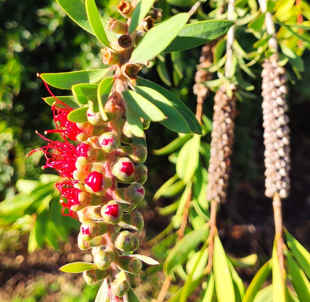 Callistemon viminalis. Escobillón rojo. Hem trobat que fa Nadal. Prové d'Austràlia. Aquest exemplar  és del Parc de Son Serra Parera. Vos desitjam moltes felicitats, cultura i pau. @SHNB_BSHNB <a href="/ajuntpalma/">Ajuntament de Palma</a> <a href="/ntjdejardineria/">Fundació de la Jardineria i Paisatge</a> <a href="/RJBOTANICO/">REAL JARDÍN BOTÁNICO</a> <a href="/JovenesBotanica/">Jóvenes por la Botánica Española - JxBE</a> <a href="/goib/">Govern de les Illes Balears</a>