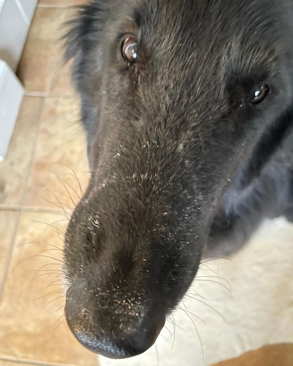 KimberlySWatts's tweet photo. @dog_rates @Trupanion Brady says “Let it snow"! He couldn’t resist grabbing the bag of powdered sugar off the counter. #naughtylist https://t.co/qOGnD9kTNu