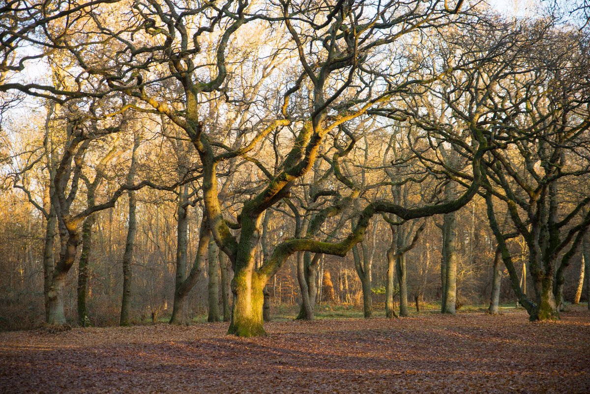 JanneHaapamaki's tweet photo. Have a great day! ☀️
#winterphoto #autumnvibes #hollandphotos #netherland #panbos #panboskatwijk #katwijkaanzee #nicecolors #trees #treesofinstagram #puut #träd #nikonphotography #landscape_captures #wednesdayphoto #trädallé #forest #forestsofinstagram #hollandforest #happyplace https://t.co/MakkFH5yeW