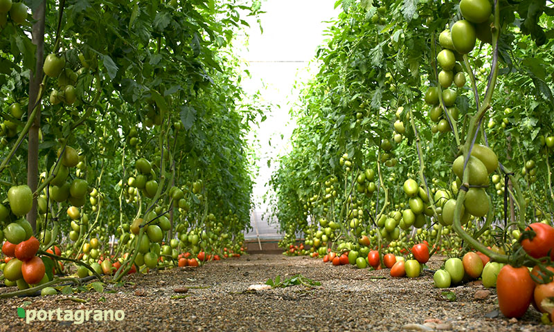 Portagrano's tweet photo. 🆕🆕Arondir es el nuevo #tomate pera de Top Seeds de calibre grande
https://t.co/tom7JUQ5DL
📍Jornadas de campo en el Poniente y Levante almerienses 🍅🍅
#semillas #TopSeeds #Almeria #agricultura https://t.co/2peW4yRbtu