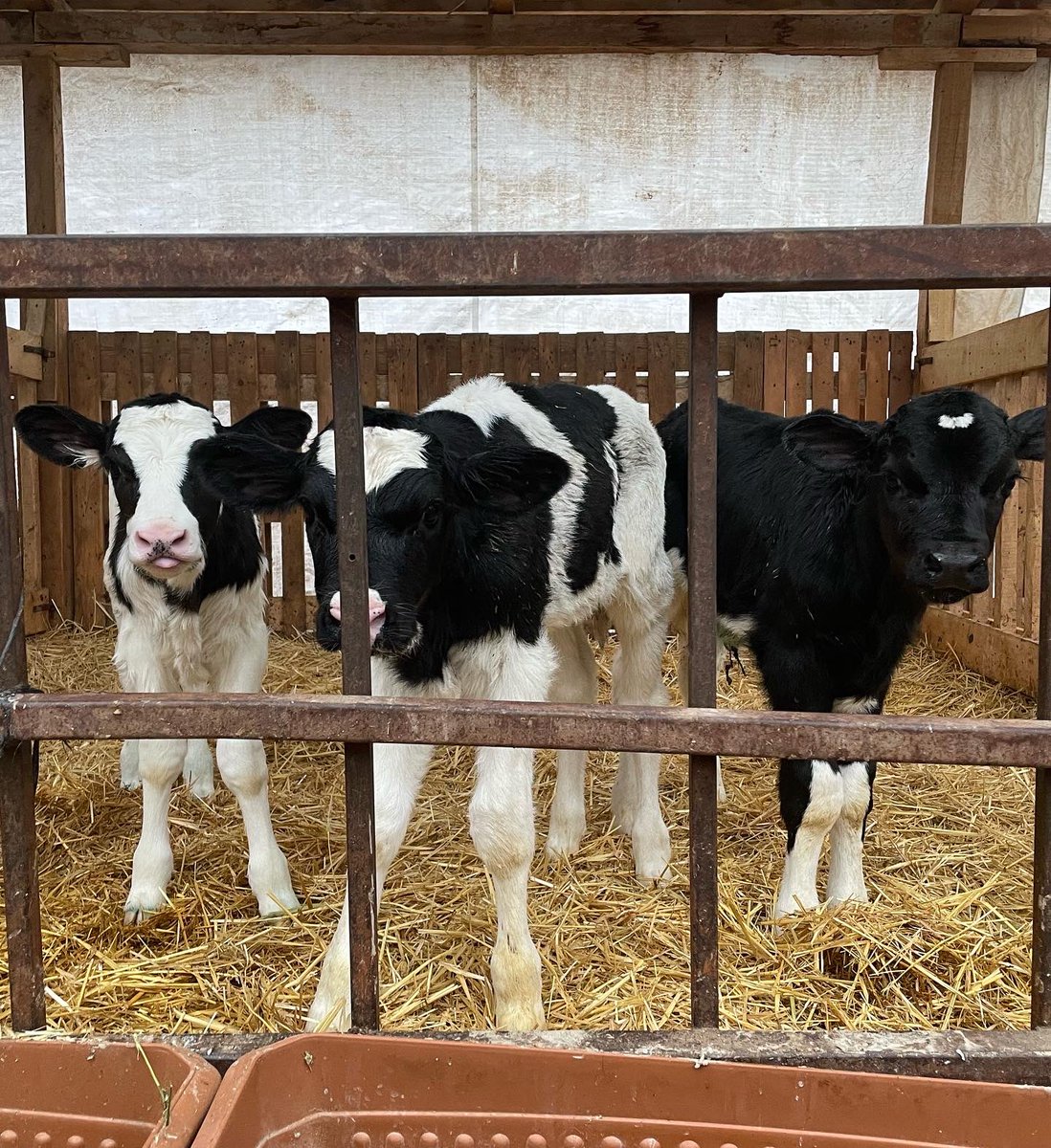 Reprogen__'s tweet photo. 🏆 SKINNER BUZAĞILARI 🏆
GPFT +3379
SÜT +1798

SKINNER CALVES
MILK +1798

#holsteincalf #milk
@Intermizoo https://t.co/hCx9s0iRm3