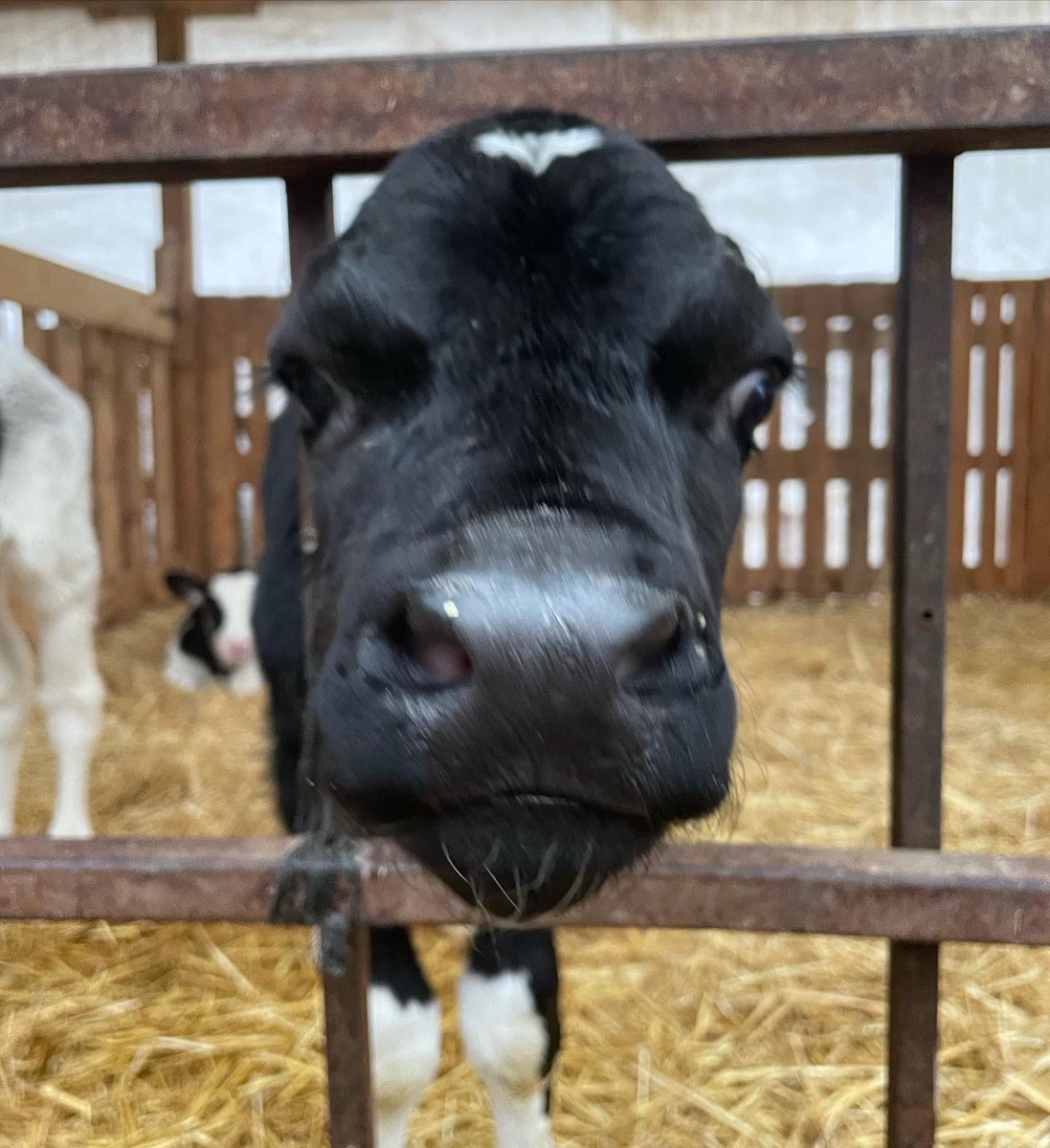 Reprogen__'s tweet photo. 🏆 SKINNER BUZAĞILARI 🏆
GPFT +3379
SÜT +1798

SKINNER CALVES
MILK +1798

#holsteincalf #milk
@Intermizoo https://t.co/hCx9s0iRm3