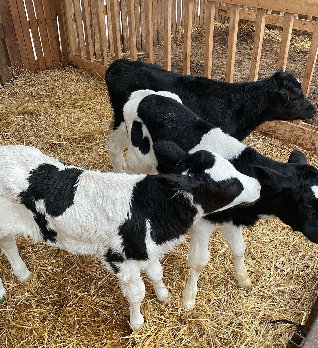 🏆 SKINNER BUZAĞILARI 🏆
GPFT +3379
SÜT +1798

SKINNER CALVES
MILK +1798

#holsteincalf #milk
<a href="/Intermizoo/">Intermizoo</a>