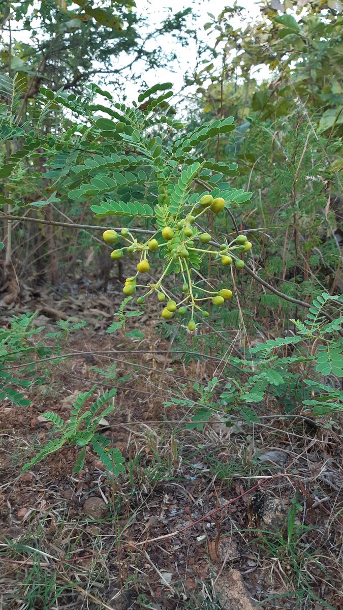 Dipansh28's tweet photo. @DailyPicTheme2 Waiting to see 🌼🌸🌱..
#DailyPictureTheme https://t.co/nFX0LNOSK3