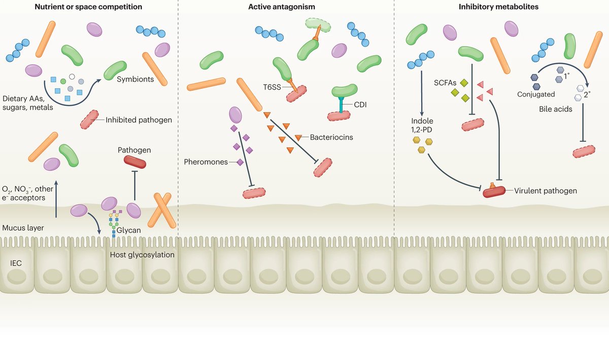 Nature Reviews Microbiology tweet media