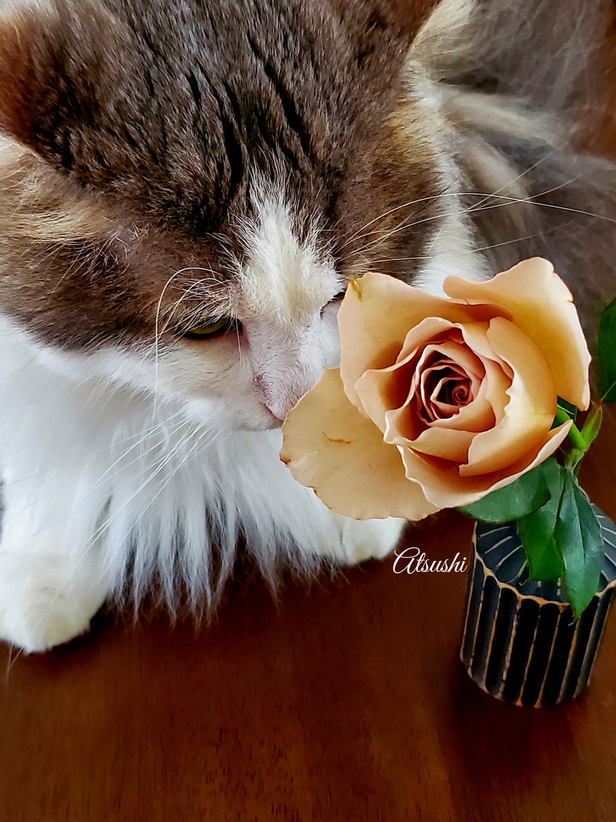 A rose with a color like milk coffee called "Julia" and the cat Tamasaburo 🤎🌹🐱 #RoseWednesday