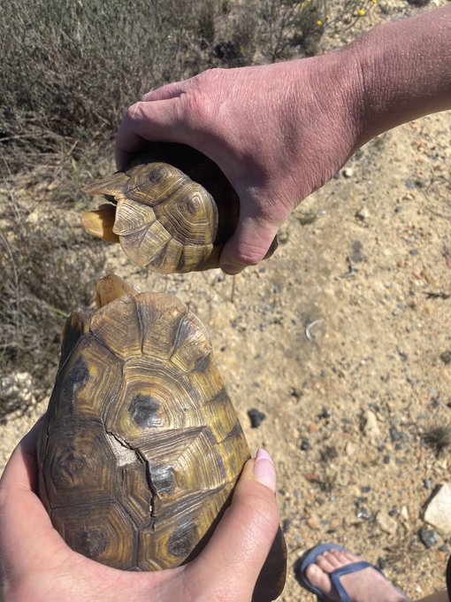 tortoises