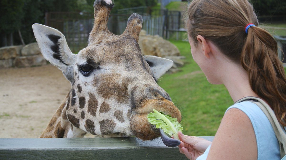 vicky_melfi's tweet photo. JZAR early online research article | Behavioural effects of giraffe public feeding on a mixed-species exhibit🦒🦓Check it out👉 https://t.co/jXF375oa1Z 
#Zooresearch @JZAR_EAZA @EAZA @BIAZA @zoos_aquariums  @waza @thezooscientist https://t.co/CaxKqySjIH