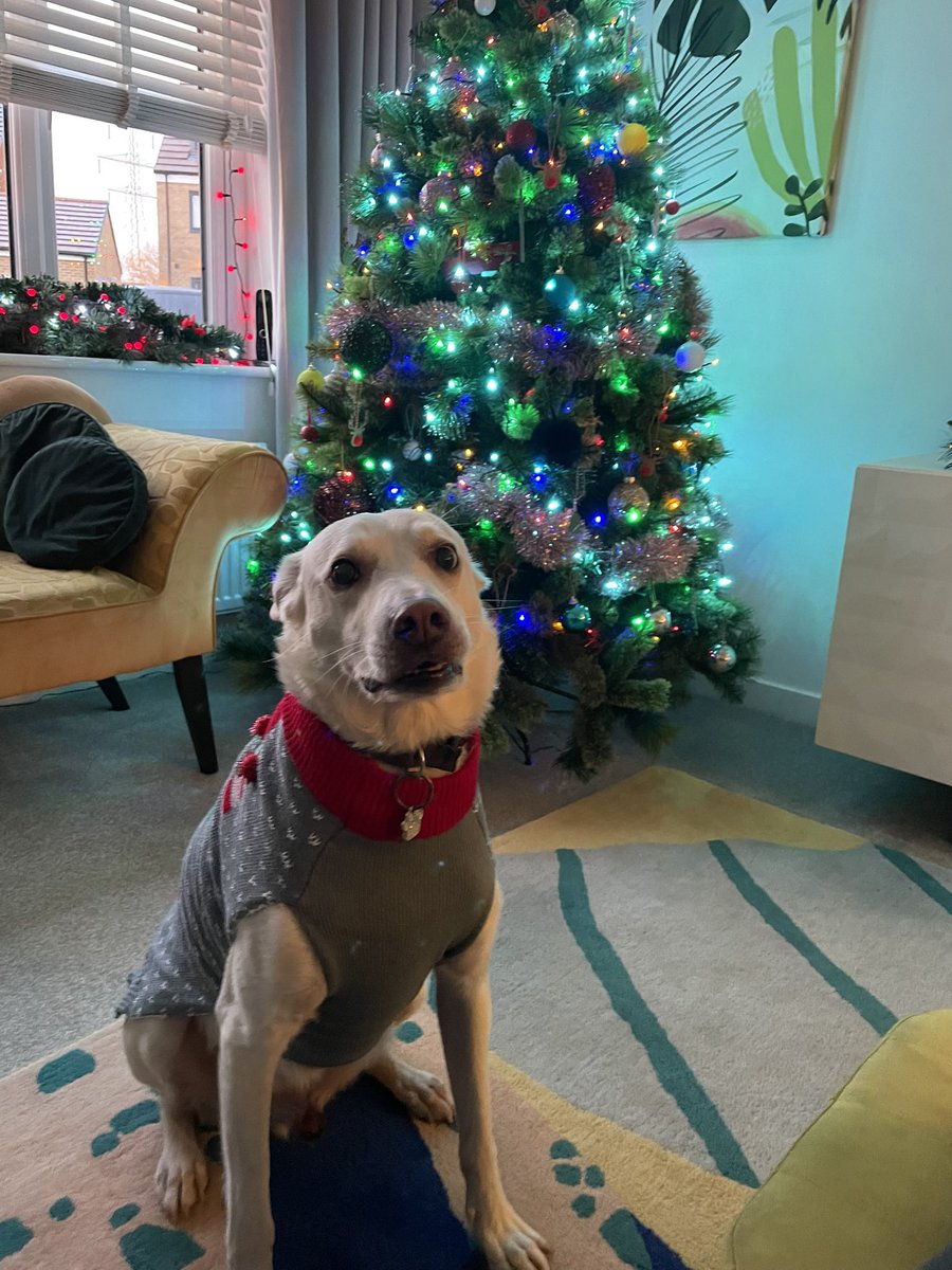 Lucky says ”be kind to yourself and others this Christmas” ❤️🐶🐾🎄 and hopes his #Christmas jumper will make you smile, he thinks he looks very smart and I agree 😃