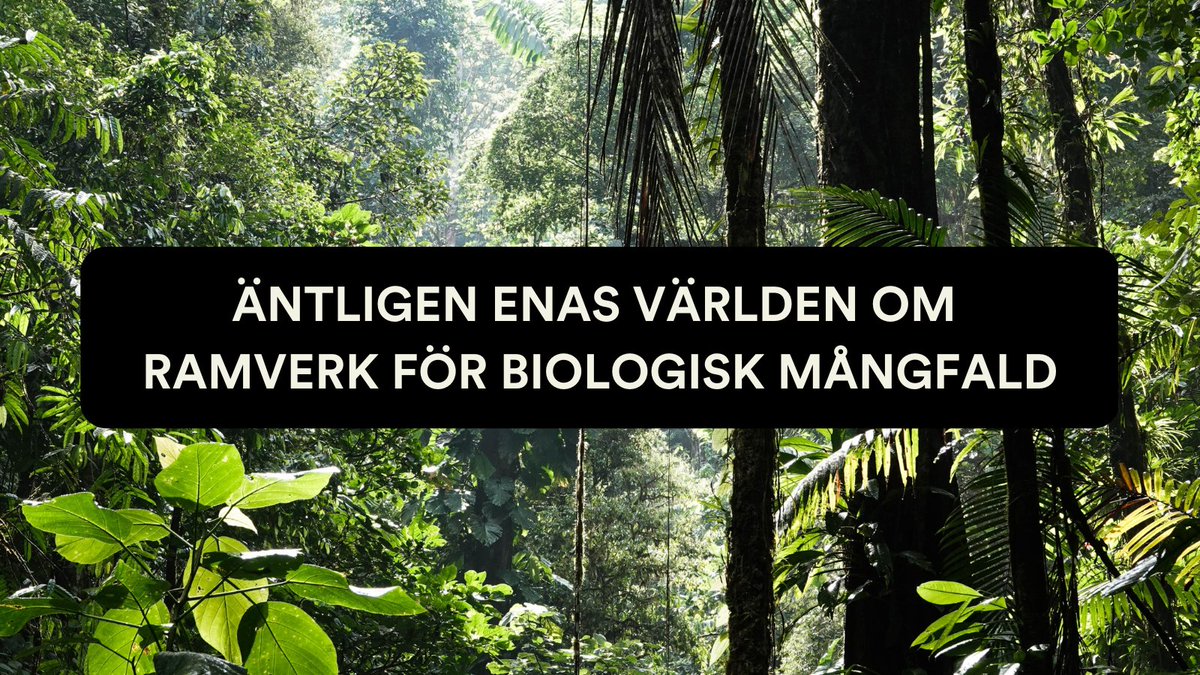 concordswe's tweet photo. Biologisk mångfald är grunden för allt liv. Äntligen har världens länder enats om ett ramverk, där både urfolks rättigheter och jämställdhet får genomslag.

@karinlexen, @AsaRanung &amp; Karin Ståhl, kommenterar.

👉🏿 https://t.co/YRIhxSkHeK

🐯🐸🐍🐠🕷🌱🌻🌼🍄

#COP15montreal https://t.co/EfkwTXJP1R