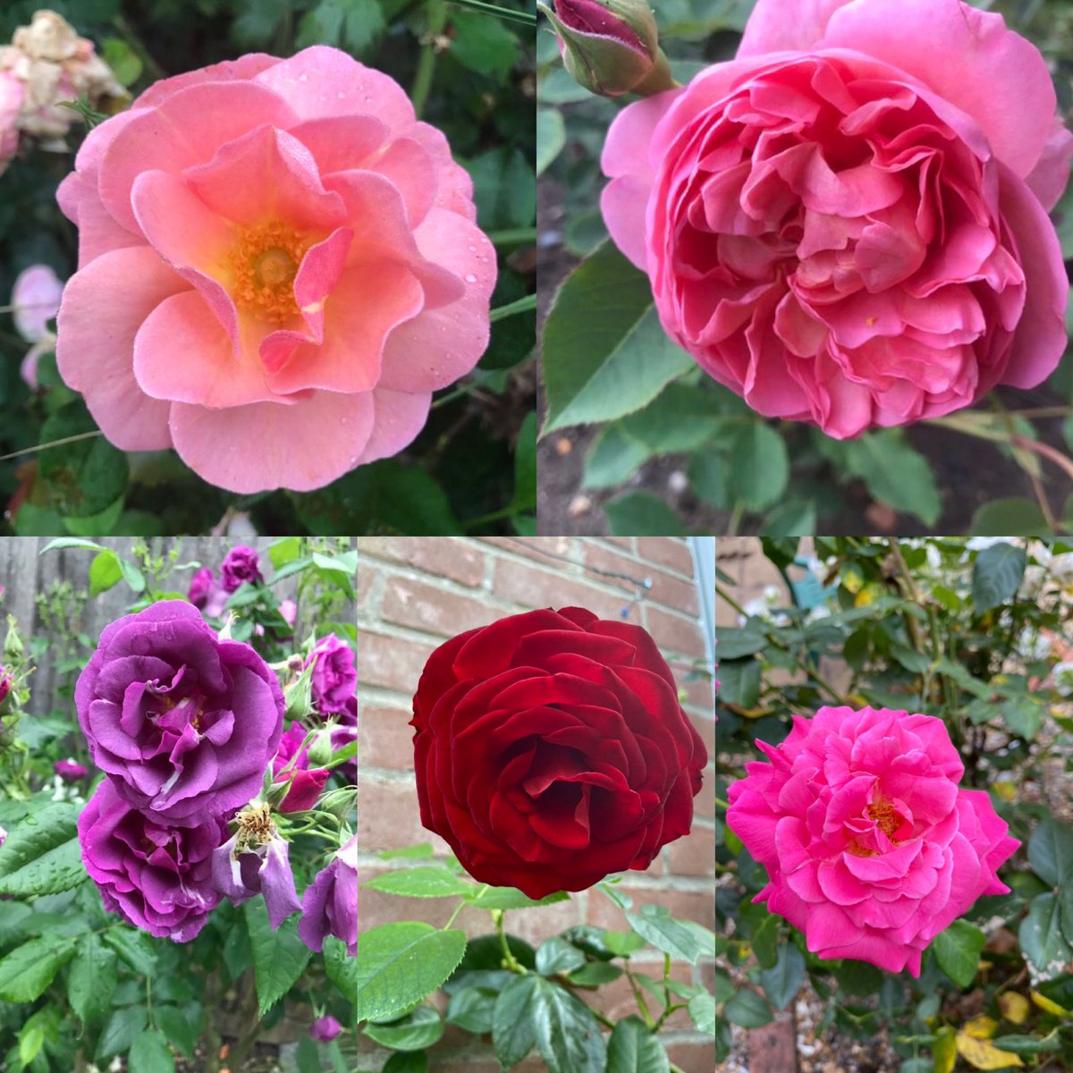 A selection of roses for this weeks #RoseWednesday #roses