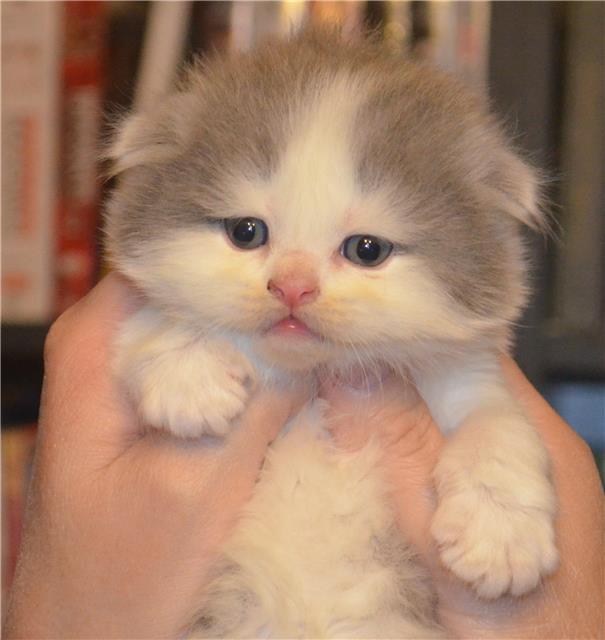 NalaNapoleon's tweet photo. I'm applying to become the boss of Twitter. Wouldn't I be the perfect boss my sweet friends?💙❤👊🫶 #bossoftwitter   #Twitter #CatsOfTwitter #CatStar #Respectfully #ElonMusk #Peace #Freedom #floofyness https://t.co/v7hT9OFXup