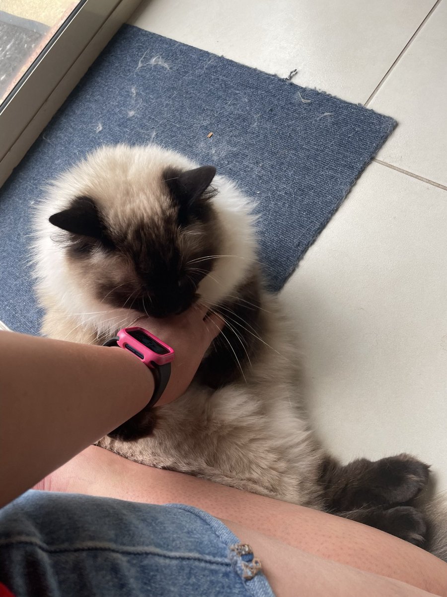 nimzze's tweet photo. @Alphadreamer @michaelscat2 Mr. Murray asking for a gentle rub ☺️ https://t.co/6e6hA4knSc