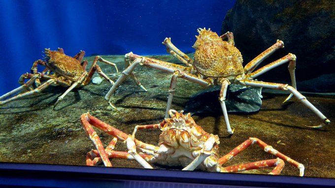 めっちゃ写真やら動画撮って気付いたらスマホの容量がカツカツになってた 