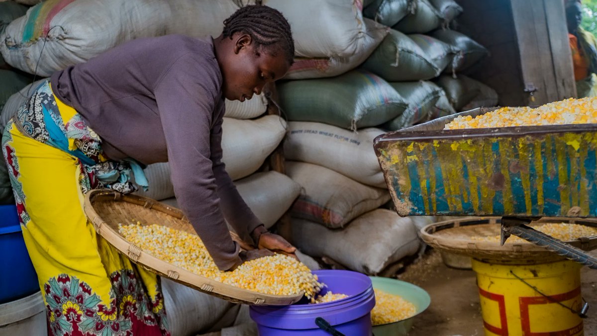 The #TEAMSprogram has made significant progress &amp; achieved great results!
The program implemented strategies to increase #women's participation in productive roles by increasing access to labor &amp; time-saving technologies for post-harvest, reducing labor and time for the activity.