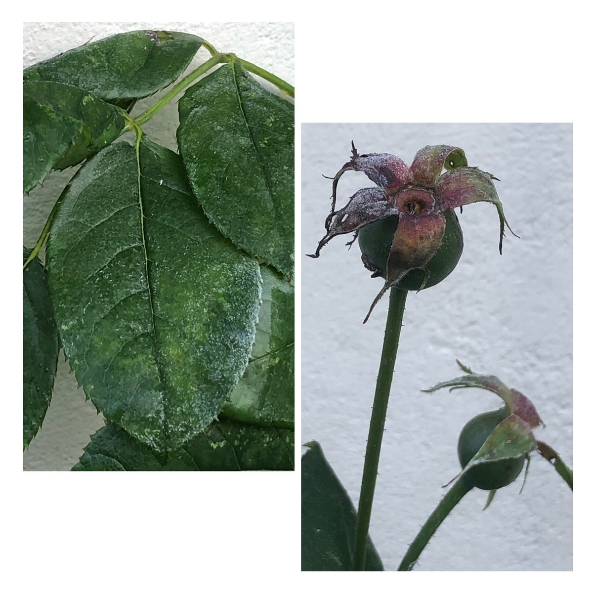 #GardeningTwitter #ARoseADay #RoseWednesday frosty hips and leaves from Wollerton Old Hall. Happy #WinterSolstice all, brighter days coming soon 🌹🌿