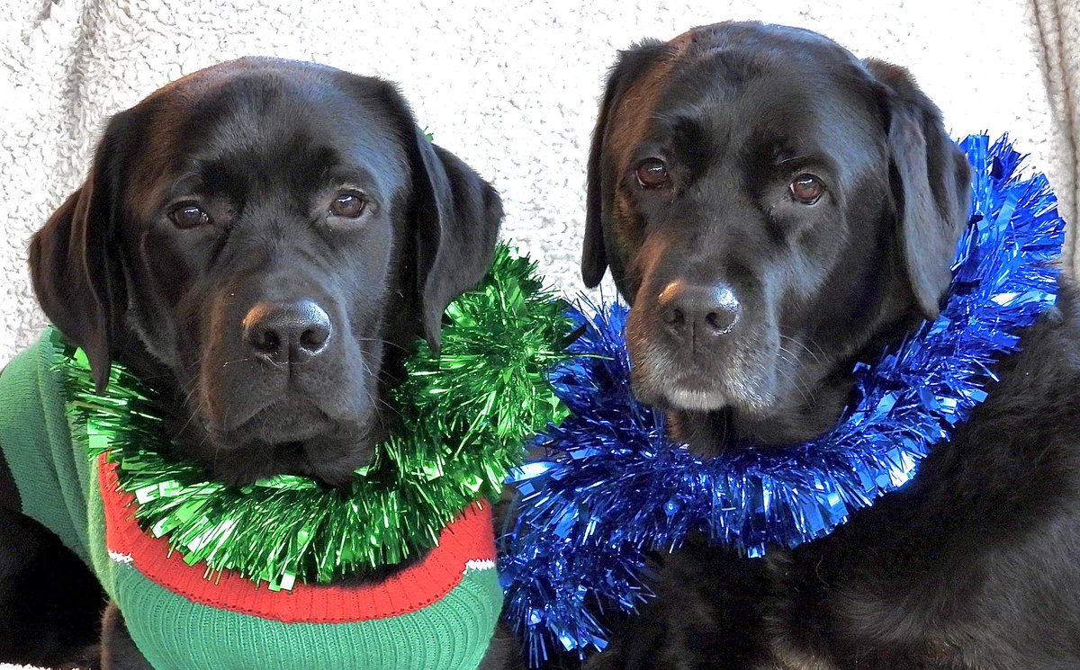 dogie_the's tweet photo. Mornings frens. We is on da Wuffly Wednesday before Santa Paws an Logie is ver cited. Me an da hooligan Anty Ciara are hoping hoomum gets a move on wiv da photos #starving #tooexcitedtositstill #howmanysleeps? https://t.co/KMwNnwChRb
