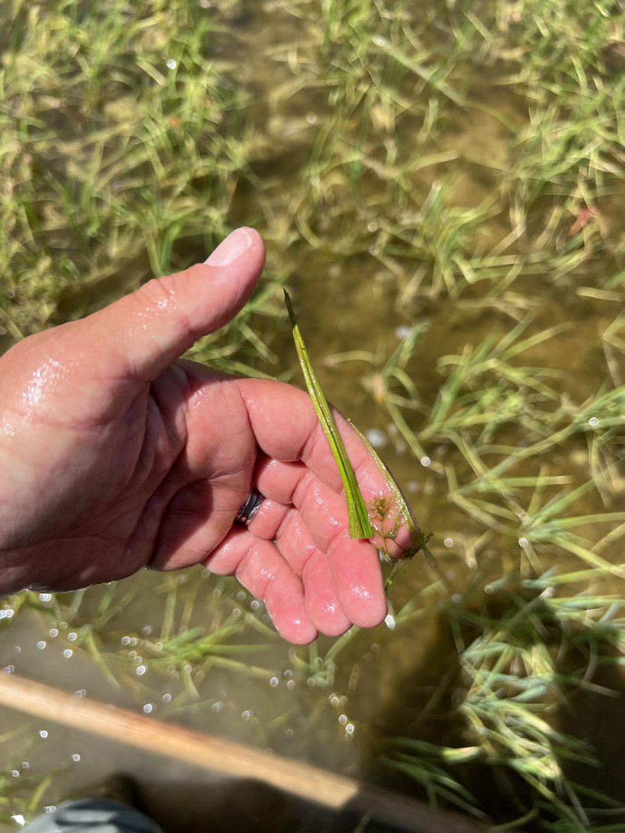 AlleenaBurger's tweet photo. #ubeniq control of Dirty Dora in #rice23, also knocking around dock @CortevaAU @connie_mort @scottburger00 @brcagents @brad_willo14 @RiceExtension @Jeremy_Morton_ https://t.co/iPBXda2jsa