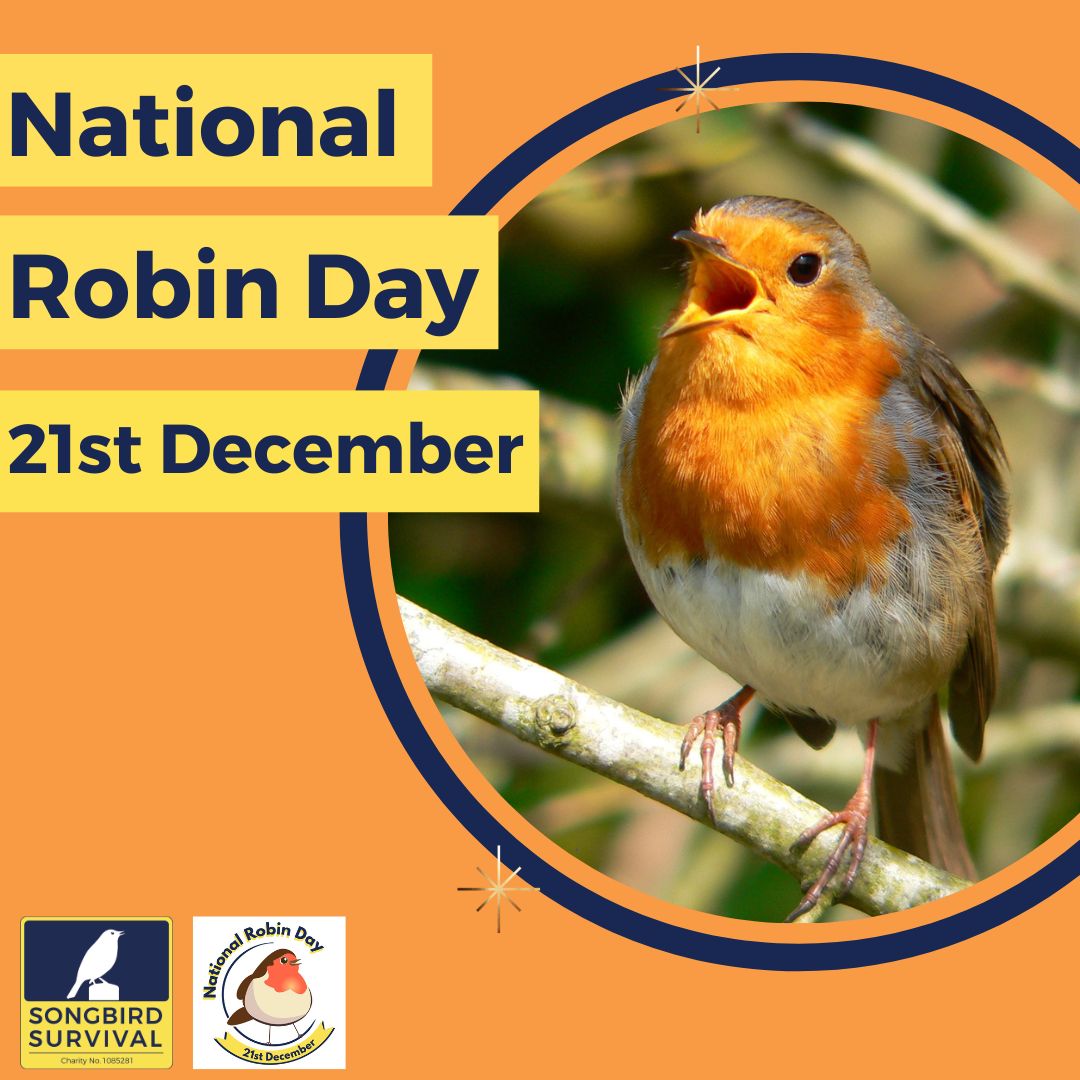 YorkSue's tweet photo. Great start to #NationalRobinDay talking to @LukeDealBBC and sharing the joy of robins and songbirds. Thanks @BBCRadioSuffolk https://t.co/SvZOlgLzp4