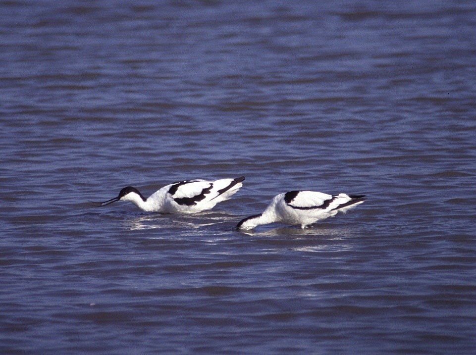 DevonLNP's tweet photo. The @TVAONB is great for bird spotting. #WackerQuay on the #RiverLynher and @ChinaFleet overlooking #KingsmillLake are perfect places to see avocet, curlew & whimbrel. Chapeldown Road, #Torpoint is a good site for dunlin, blacktailed godwit & knot #WinterWaders ๐ท Alan Drewitt https://t.co/HkQuYvBzuK