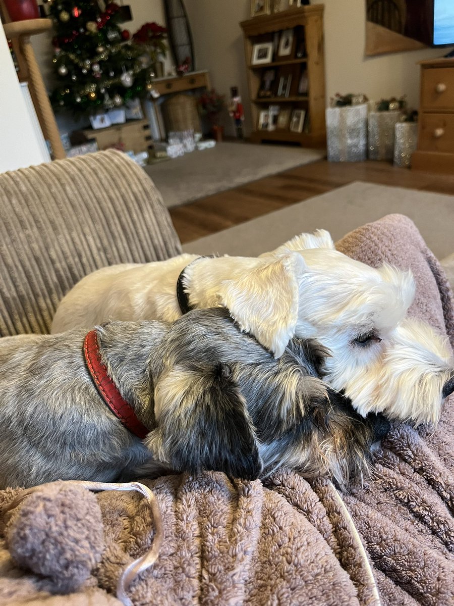 AnnieGones's tweet image. There’s no hurrying Schnauzers! #SchnauzerGang #DogsofTwittter #gentlestart