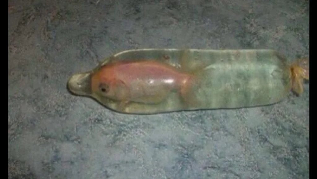 tbbuccs6988 tweet media