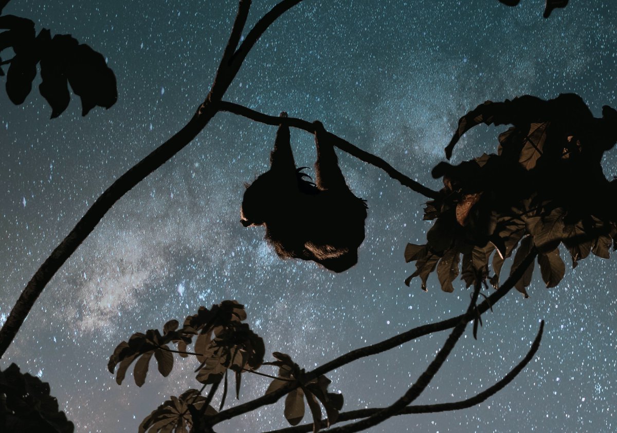 lessthan_co's tweet image. In these busy times, remember to take a moment to slow down, breathe, and think about the sloths hanging out under the stars.

#Sloth #CriticallyEndangered #PygmySloth #Stars #SlowDown #Breathe #Tropical #Night #Constellations #Universe #Planet #Earth #Wildlife #Photography
